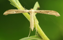 Hellinsia tephradactyla