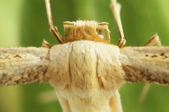 Hellinsia tephradactyla