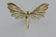Hellinsia tephradactyla