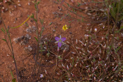 Thysanotus speckii