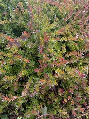 Vaccinium macrocarpon