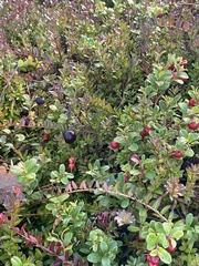 Vaccinium macrocarpon