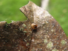 Kaliella