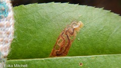 Stigmella slingerlandella