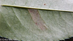 Stigmella slingerlandella
