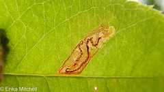 Stigmella slingerlandella