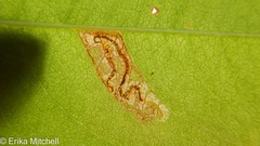 Stigmella slingerlandella