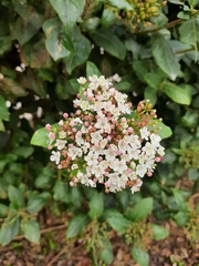 Viburnum tinus