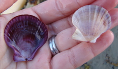 Talochlamys gemmulata