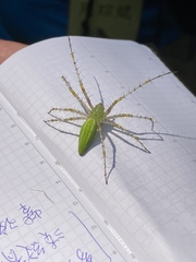 Peucetia formosensis
