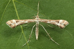 Platyptilia tesseradactyla