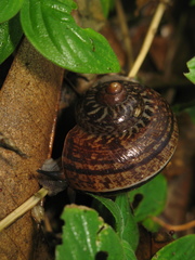 Cyclophorus malayanus