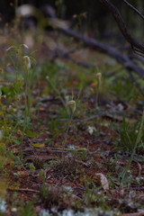 Pterostylis setulosa