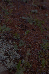 Pterostylis setulosa