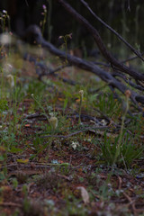 Pterostylis setulosa