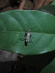 Chauliognathus flavolineatus