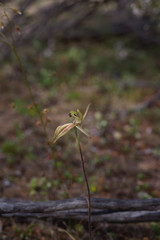 Caladenia roei