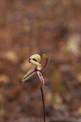 Caladenia roei