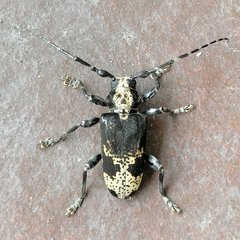 Myoxomorpha funesta