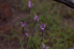 Caladenia hirta rosea
