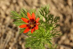 Adonis aestivalis parviflora