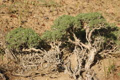 Arthrophytum lehmannianum