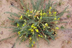 Astragalus longipetalus