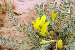 Astragalus longipetalus