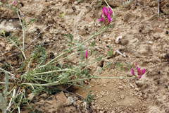 Astragalus ustiurtensis