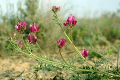 Astragalus ustiurtensis