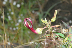 Ceropegia jainii