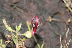 Ceropegia jainii