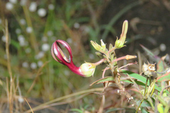 Ceropegia jainii