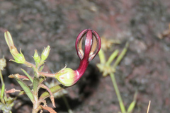 Ceropegia jainii