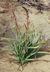 Eremurus inderiensis