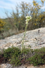 Erysimum leucanthemum