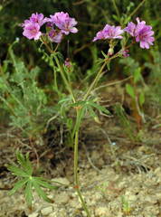 Geranium linearilobum