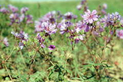 Geranium linearilobum