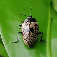 Cypherotylus annulipes