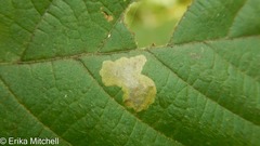 Cameraria betulivora