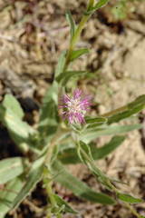 Centaurea pulchella