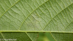 Cameraria betulivora