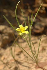 Koelpinia linearis