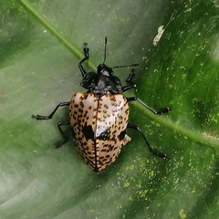 Cypherotylus annulipes