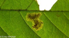 Cameraria betulivora