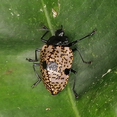 Cypherotylus annulipes