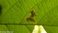 Cameraria betulivora