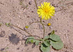 Crepis sancta obovata