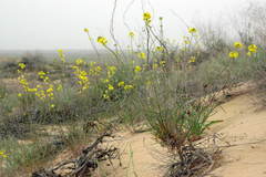 Erysimum siliculosum