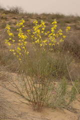 Erysimum siliculosum